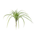 Faux Air Plant